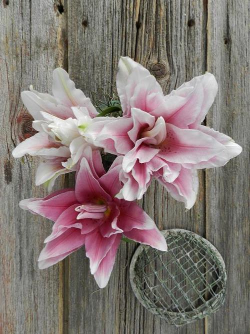 DOUBLE BLOOM ROSE LILY 2-3 BLOOM ASSORTED PINK & WHITE COLOR LILIES